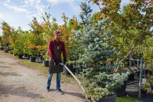  Oak Grove, MO Tree Removal and Landscaping Services Pros